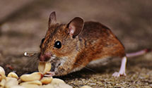 tree-injection-for-pest-control Experts in Geddes